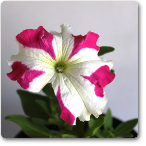 Petunia (Pink With White Strip) - Plant ( Buy 1 Get 1 Free )
